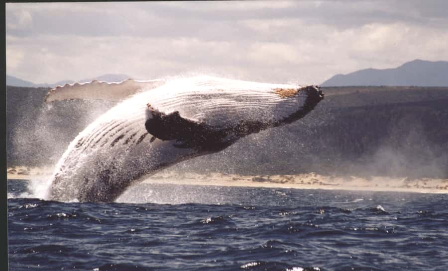 Plettenberg Bay: Whale-Watching Cruise - Key points before you book