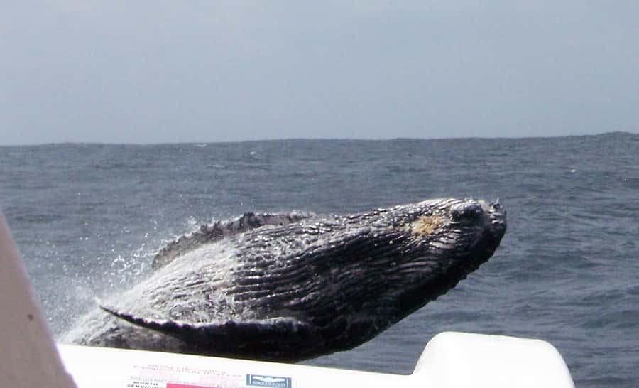 Plettenberg Bay: Whale-Watching Cruise - What this Plettenberg Bay cruise is really like