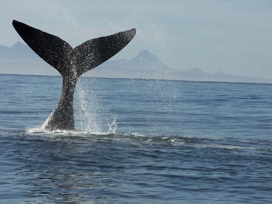 Plettenberg Bay: Whale-Watching Cruise - The sea life beyond the whales