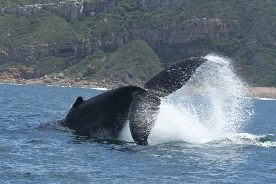 Plettenberg Bay: Whale-Watching Cruise - Why whale sightings can feel underwhelming