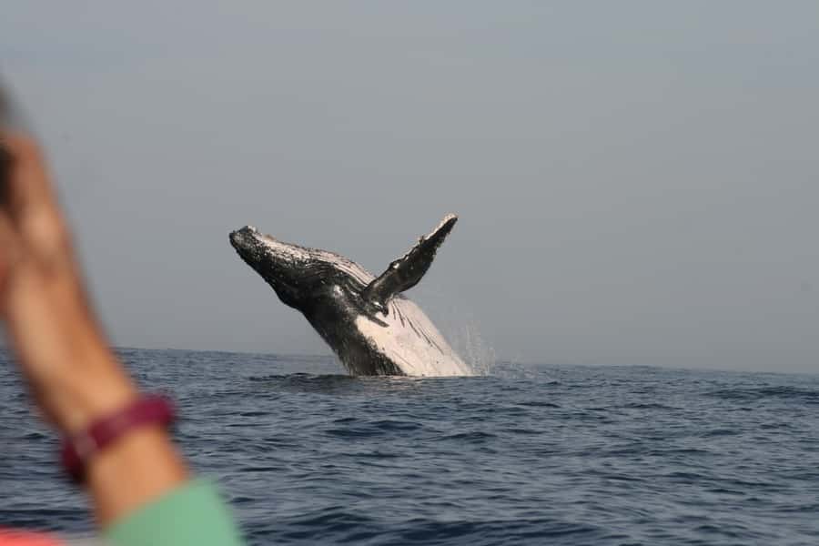 Plettenberg Bay: Whale-Watching Cruise - The guide can make or break the outing