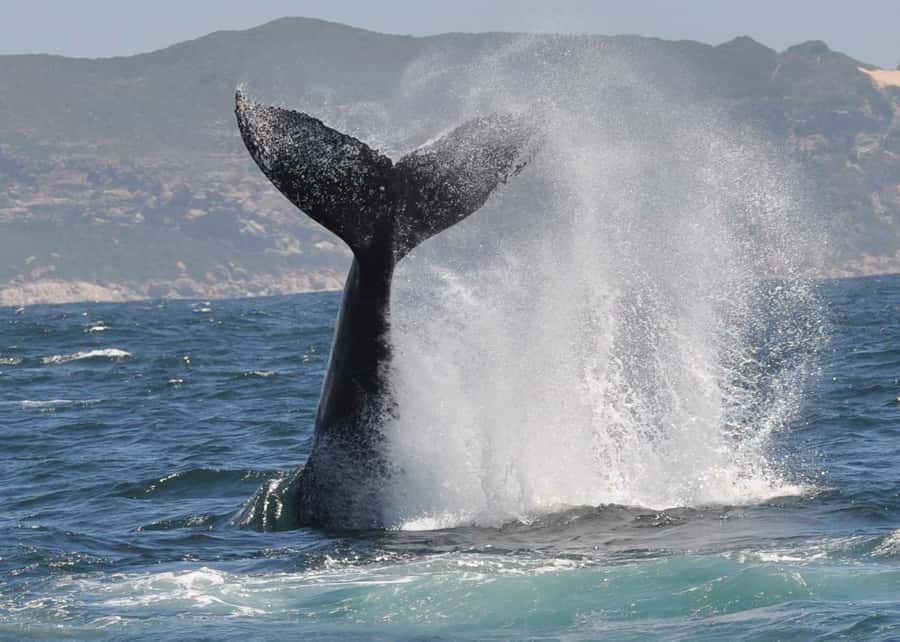 Plettenberg Bay: Whale-Watching Cruise - What to bring and how to plan your time
