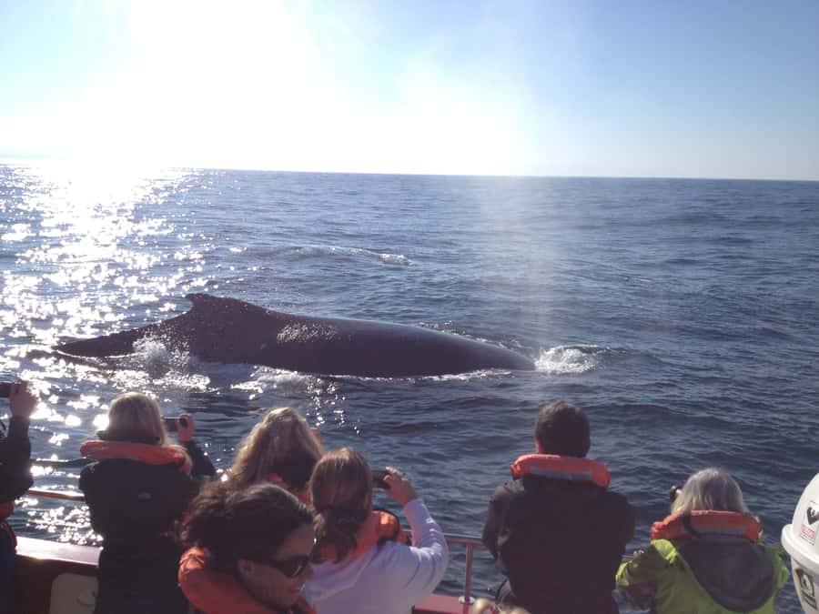 Plettenberg Bay: Whale-Watching Cruise - Who should book this cruise?