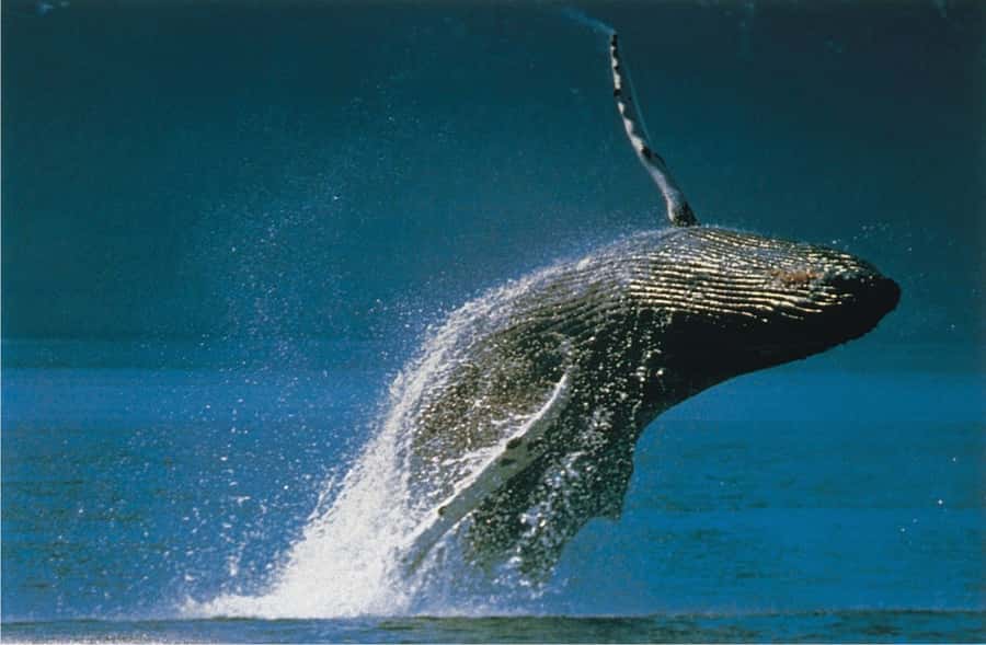 Plettenberg Bay: Whale-Watching Cruise - Two whale species, two very different searches