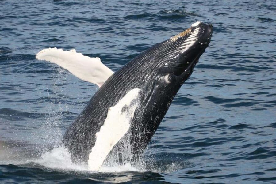 Plymouth: Whale Watching Cruise - From Town Wharf to Stellwagen Bank