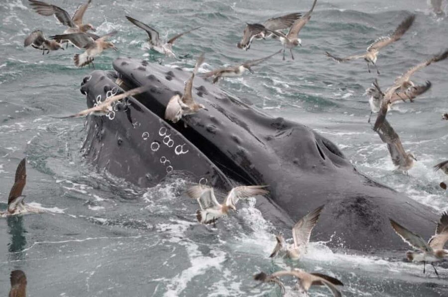 Plymouth: Whale Watching Cruise - What the Four-Hour Schedule Feels Like