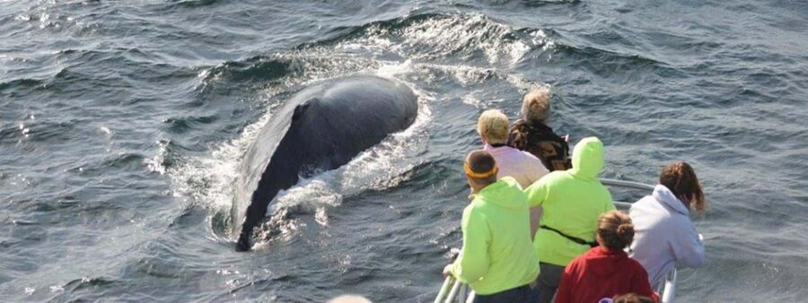 Plymouth: Whale Watching Cruise - Naturalists Who Make the Waiting Worthwhile