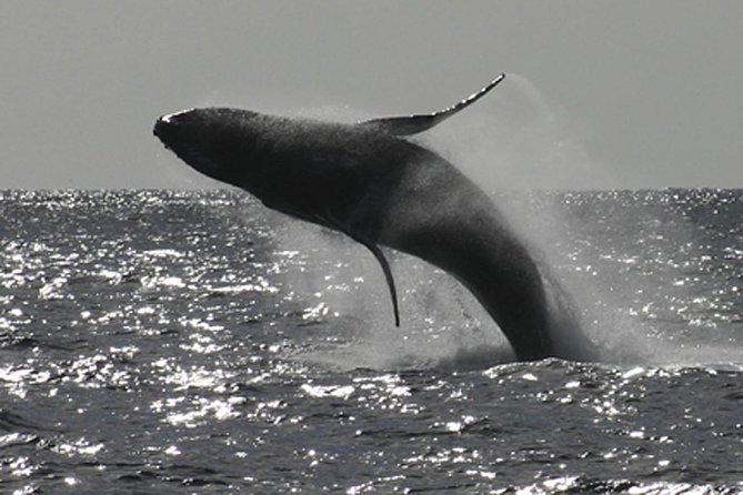 Poipu Sea Kayak Tour: Turtle, Dolphins and Snorkel - Key Points to Know Before You Book