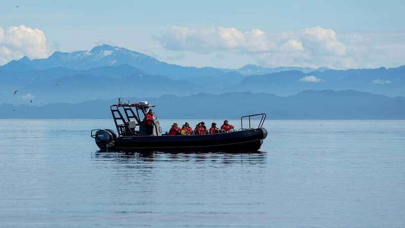Port Hardy: Sea Otter and Whale Watching - Key points before you book