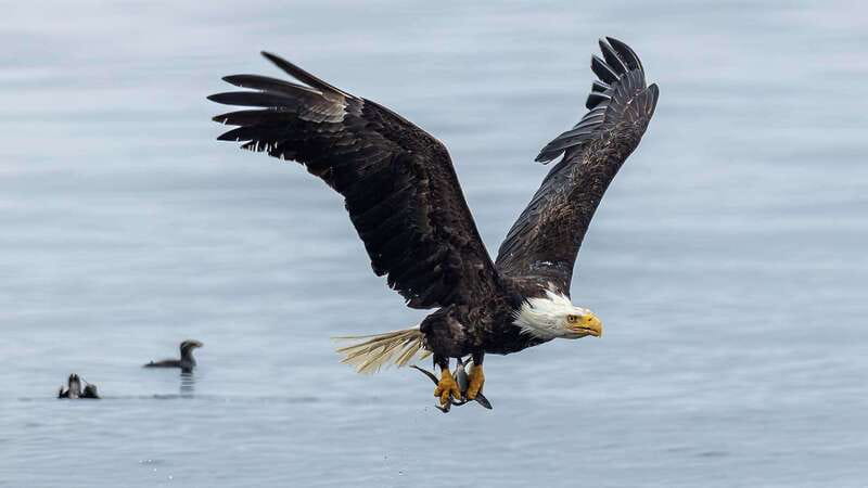 Port Hardy: Sea Otter and Whale Watching - Is $276 a fair price?