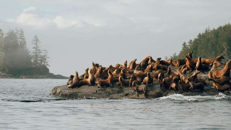 Port Hardy: Sea Otter and Whale Watching - Port Hardy is the right starting point for a serious wildlife day