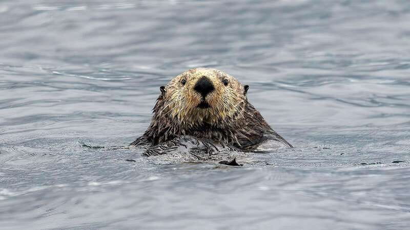 Port Hardy: Sea Otter and Whale Watching - The RHIB makes speed more comfortable