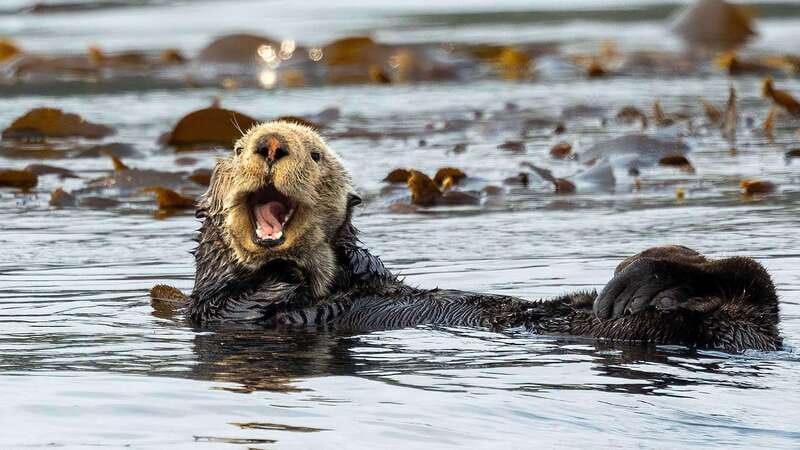 Port Hardy: Sea Otter and Whale Watching - Searching the traditional waters for wildlife