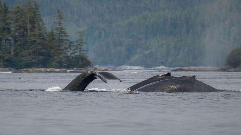 Port Hardy: Sea Otter and Whale Watching - A hydrophone adds a second way to experience whales