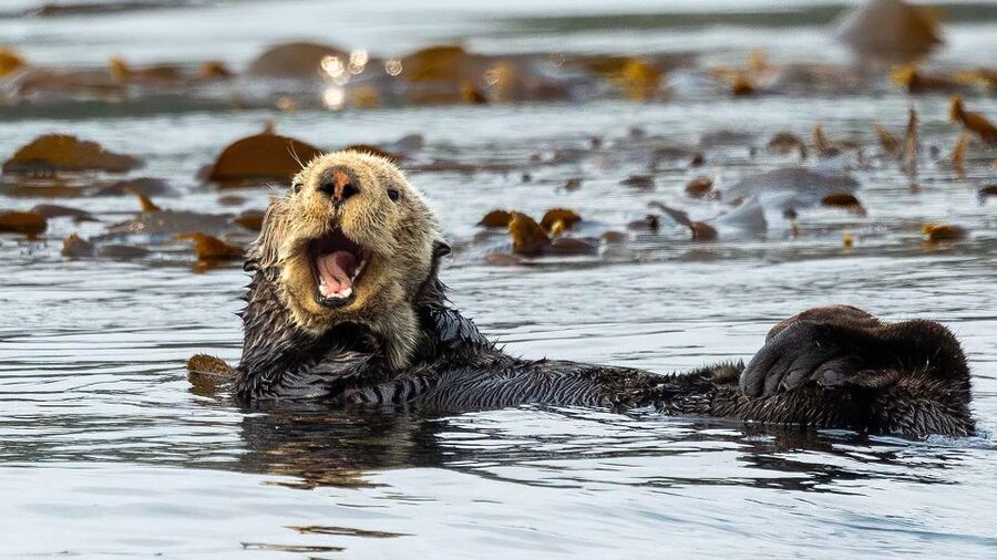 Port Hardy: Sea Otter and Whale Watching - Local guiding gives the outing a stronger sense of place