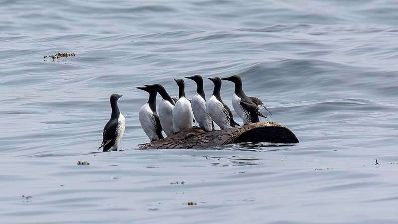 Port Hardy: Sea Otter and Whale Watching - Lunch and hot drinks keep the long outing manageable
