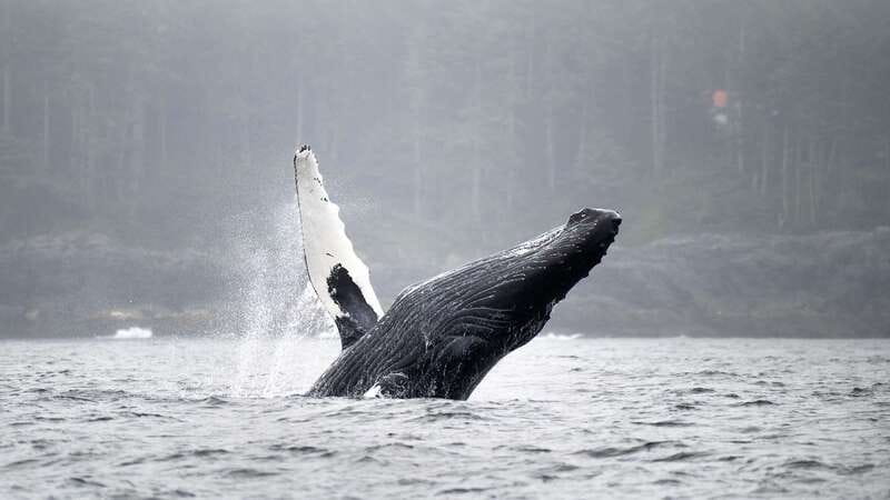 Port Hardy: Sea Otter and Whale Watching - Getting ready at 7185 Market Street
