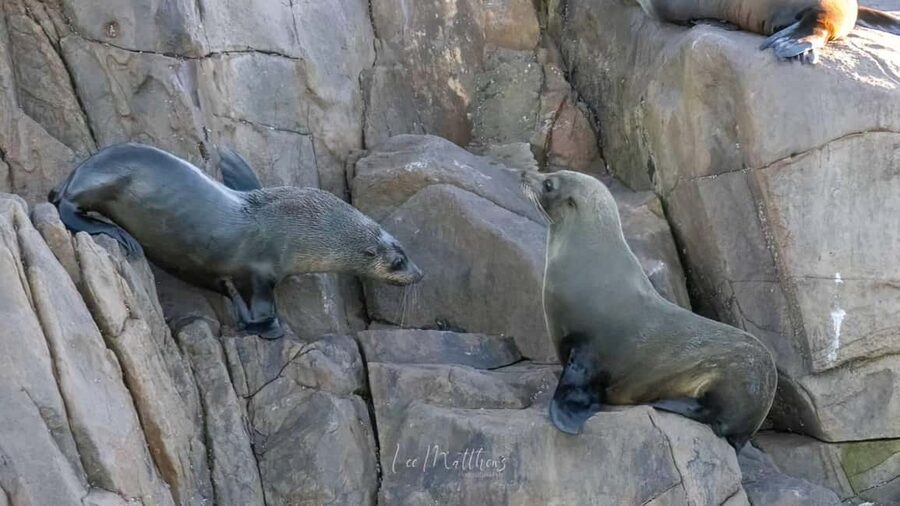 Port Stephens: 2.5-Hour Whale Watching & Outer Island Cruise - Past Tomaree and Yacaaba headlands