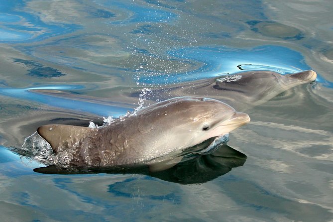 Port Stephens 3 Hour Whale and Dolphin Watch Cruise - Key points to know before you book