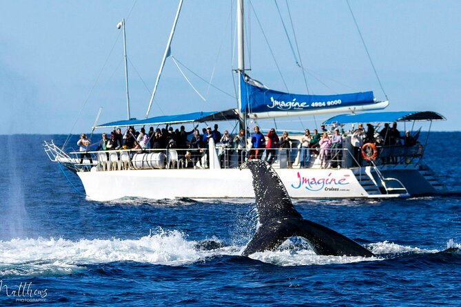 Port Stephens 3 Hour Whale and Dolphin Watch Cruise - Setting out from Nelson Bay for three hours
