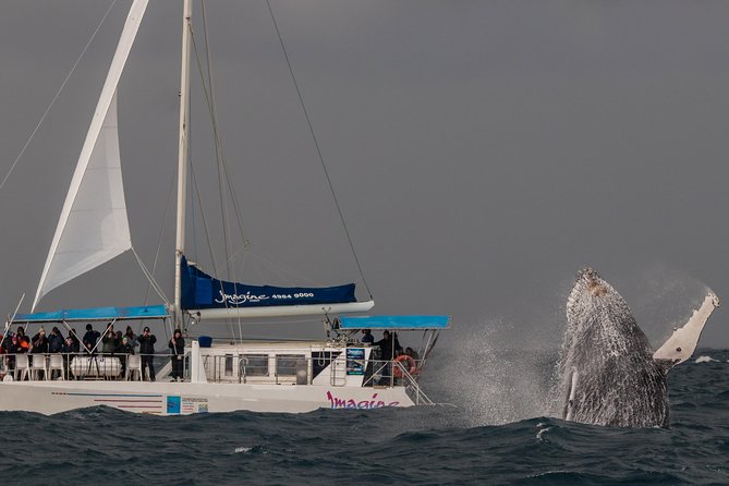 Port Stephens 3 Hour Whale and Dolphin Watch Cruise - The crew, commentary, and pace