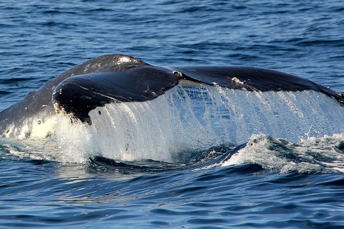 Port Stephens 3 Hour Whale and Dolphin Watch Cruise - Comfort in sun, wind, and spray