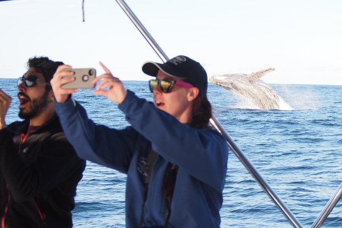 Port Stephens 3 Hour Whale and Dolphin Watch Cruise - Why the sailing catamaran matters