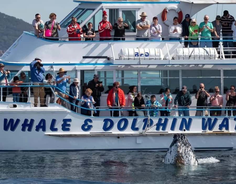 Port Stephens, from Newcastle: Whales, hike & sand dunes! - Should you book the Port Stephens day trip?