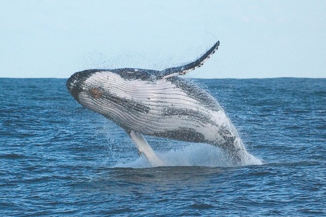 Port Stephens + Whale Watching + 4WD/Sandboarding ex Sydney - Why this Port Stephens day trip works