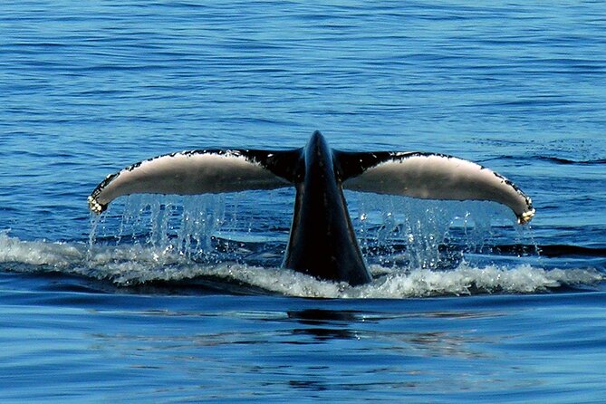 Port Stephens + Whale Watching + 4WD/Sandboarding ex Sydney - Lunch and marina time at D’Albora Marinas