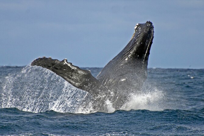 Port Stephens + Whale Watching + 4WD/Sandboarding ex Sydney - Group size, comfort, and pace