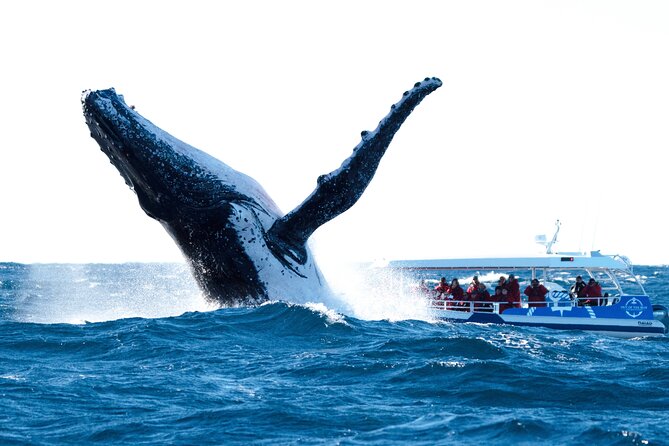 Premier Whale Watching Byron Bay - Key points to know before booking