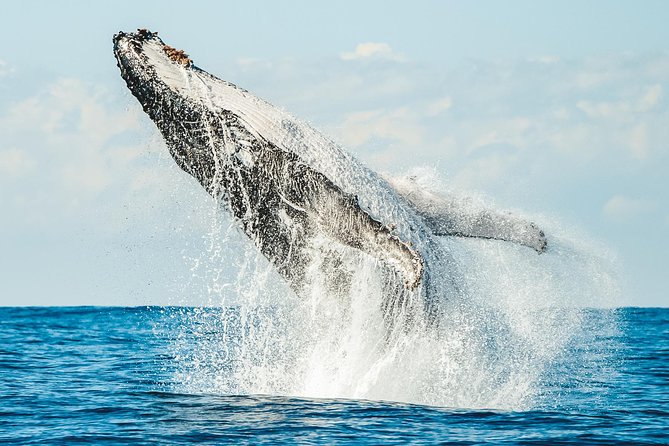 Premier Whale Watching Byron Bay - Ballina, not Byron Bay, is where the boat leaves