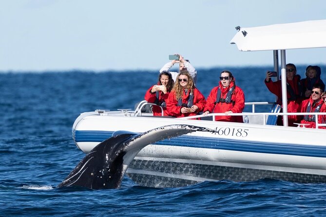 Premier Whale Watching Byron Bay - Whale sightings are likely, but nature sets the schedule