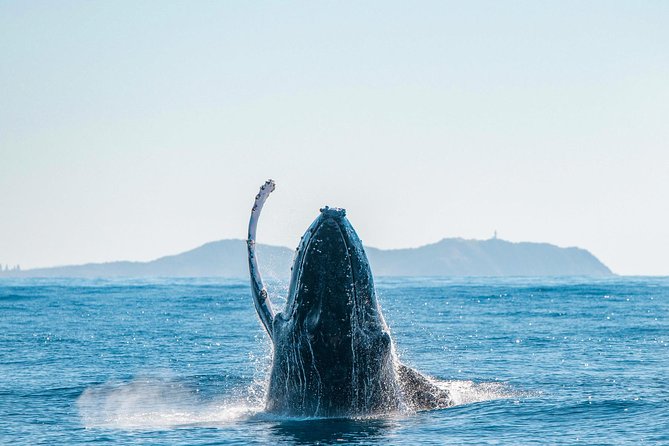 Premier Whale Watching Byron Bay - Dolphins, seabirds, and the quieter moments