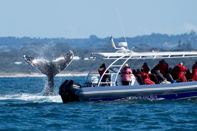 Premier Whale Watching Byron Bay - The boat, group size, and comfort