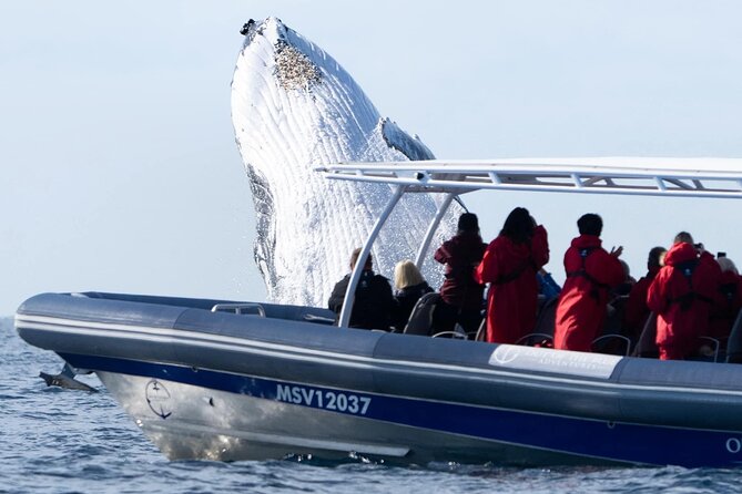 Premier Whale Watching Byron Bay - Is $92.52 good value?