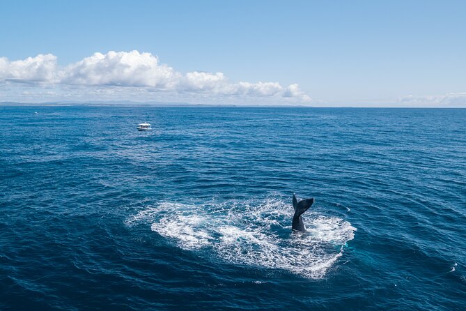 Premier Whale Watching Byron Bay - Who will enjoy this tour most