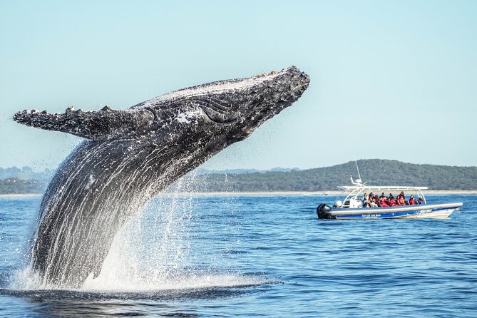 Premier Whale Watching Byron Bay - What the marine biologist adds to the whale search