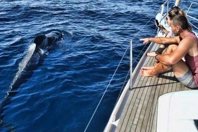 Premium All Inclusive Whale & Dolphin Watching Experience - Key points to know before you book
