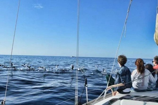 Premium All Inclusive Whale & Dolphin Watching Experience - Is this Tenerife whale watching trip worth booking?