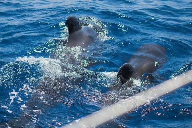 Premium All Inclusive Whale & Dolphin Watching Experience - Following Tenerife’s southern coast