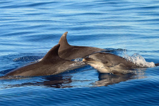 Private 2 hour Whale Watching Tour - From Puerto Colón to the open water