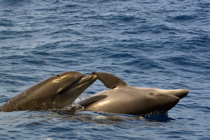 Private 2 hour Whale Watching Tour - Dolphins, turtles, and the smaller surprises