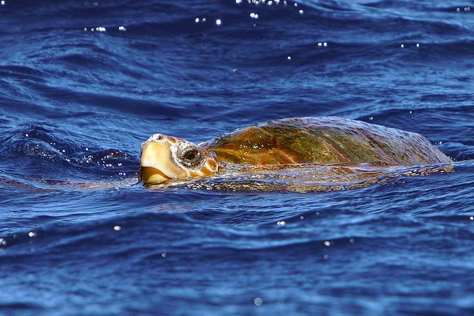 Private 2 hour Whale Watching Tour - Hearing whales through the hydrophone