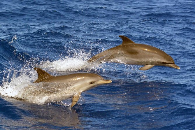 Private 2 hour Whale Watching Tour - A boat made for clear views, with one comfort warning