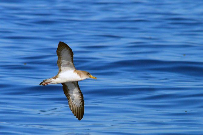 Private 2 hour Whale Watching Tour - What the private price really buys you
