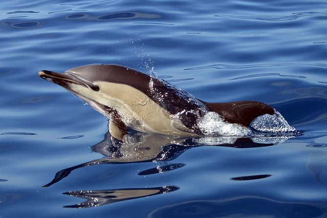 Private 2 hour Whale Watching Tour - Who will enjoy this tour most