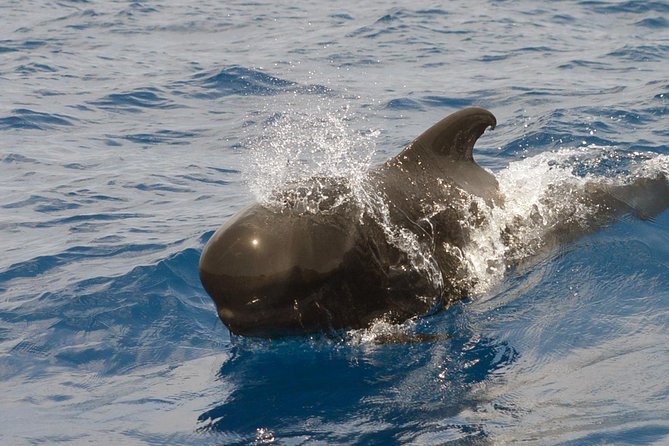 Private 2 hour Whale Watching Tour - Watching pilot whales on their terms