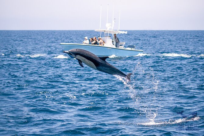 Private 2hr Supreme Whale/Dolphin Watching Tour, Newport Beach CA - A private search for whales and dolphins